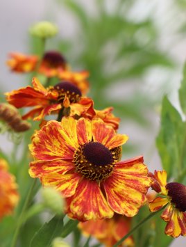 Záplevák 'Flamenco'