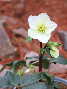 Čemeřice 'HGC N´Roses White' ®