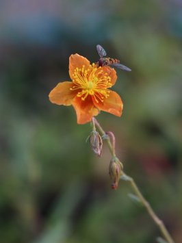 Devaterník 'Bronzeteppich'