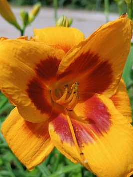 Denivka 'Black Eyed Susan'