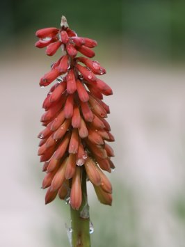 Mnohokvět hroznatý 'Flamenco' - Kleopatřina jehla