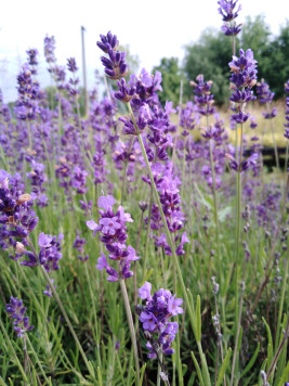 Levandule lékařská 'Hidcote Blue'