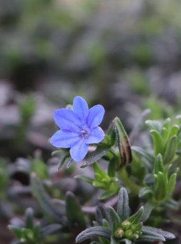 Kamejka větvená ´Grace Ward´