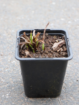 Šuškarda klasnatá ´Gaifether Pink´