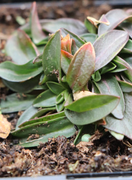 Kohoutek luční ´Nana´