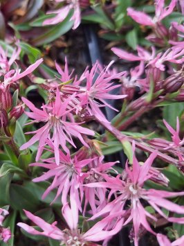 Kohoutek luční ´Nana´