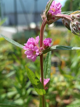 Kyprej vrbice JS® 'Pink Tails'