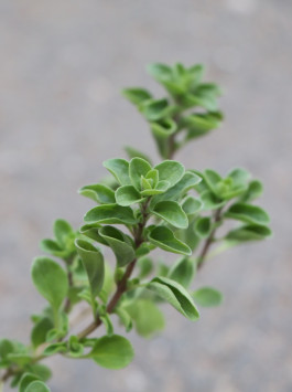 Majoránka vytrvalá