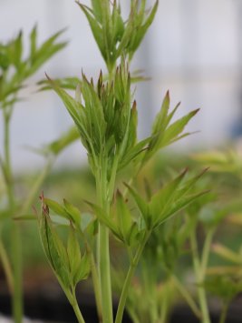 Pivoňka bylinná ´Green Halo´