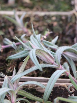 Plamenka 'Chattahoochee'