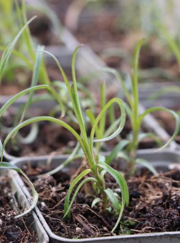 Plamenka latnatá 'Natascha' - Flox