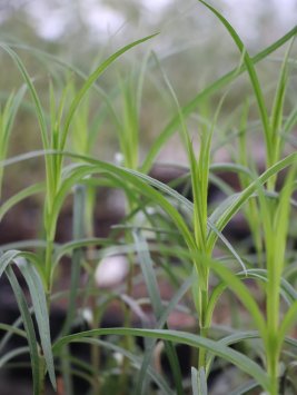 Plamenka latnatá 'Natascha' - Flox