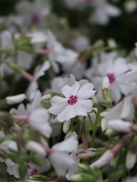 Plamenka ´Amazing Grace White With Eye'