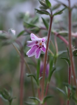 Plamenka 'Candy Stripes'