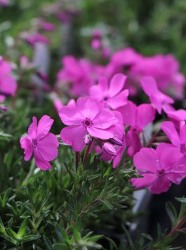 Plamenka 'Mc Daniel's Cushion'