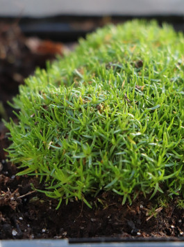 Úrazník - Irský mech