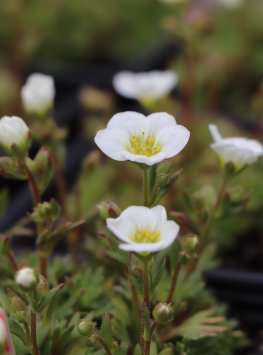 Lomikámen 'Touran Large White'