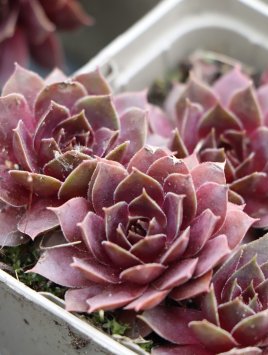 Netřesk 'BigSam Pink Pomelo'