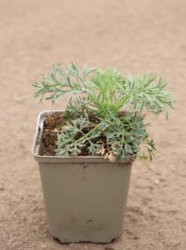 Měsíční mrkev - Sesel