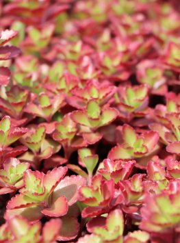 Rozchodník 'Cocineum'