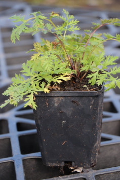 Kopretina šarlatová mix - růžová, červená