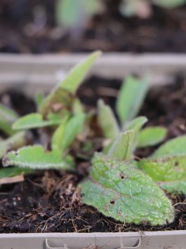 Divizna jižní ´Sixteen Candles´