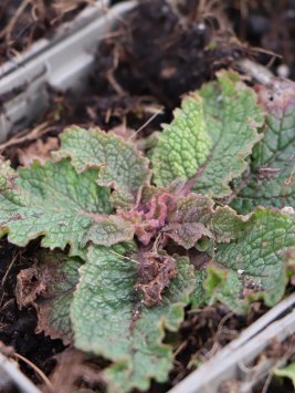 Divizna brunátná ´Rosetta´