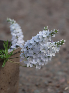 Rozrazil rozprostřený 'Alba'