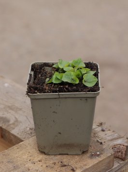 Violka ´Albiflora´