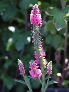 Rozrazil klasnatý 'Rosa Zwerg'