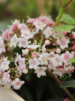 Kalina modroplodá 'Lisarose' ®