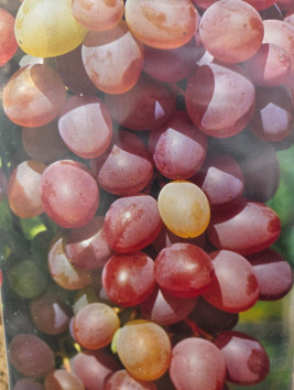 Vinná réva 'Jupiter - Rhea' bezsemenná