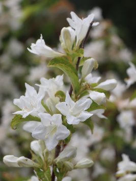 Vajgélie zkřížená 'Milk and Honey'