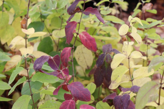 detail Zimolez obecný