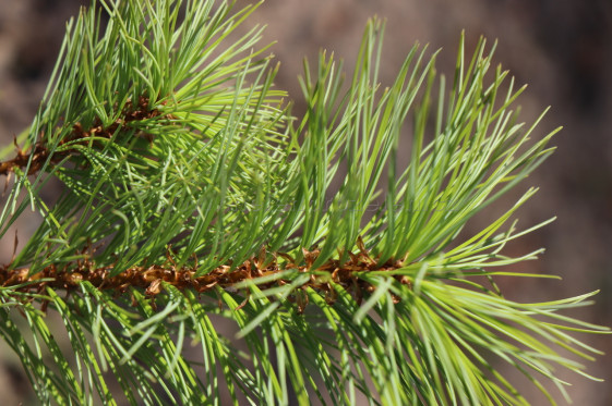 detail Borovice Armandova