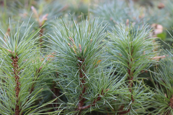detail Borovice vejmutovka