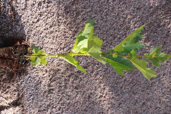 detail Platan javorolistý