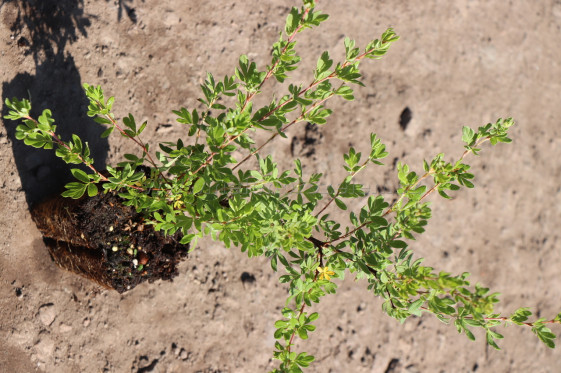 detail Mochna křovitá 'Snowflake'