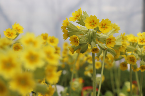 detail Prvosenka 'Cabrillo Yellow Dark Compact'