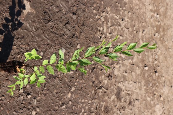 detail Jilm sibiřský