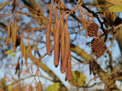 detail Olše lepkavá