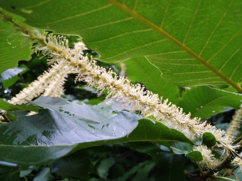 detail Kaštanovník jedlý - semenáč