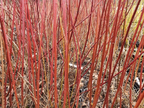 detail Svída bílá 'Spaethii'