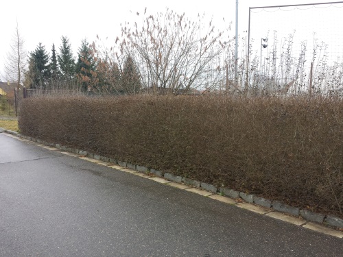 detail Ptačí zob obecný