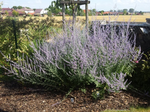 detail Perovskie lebedolistá 'Blue Spire´