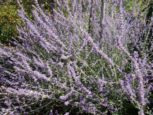 detail Perovskie lebedolistá 'Blue Spire´