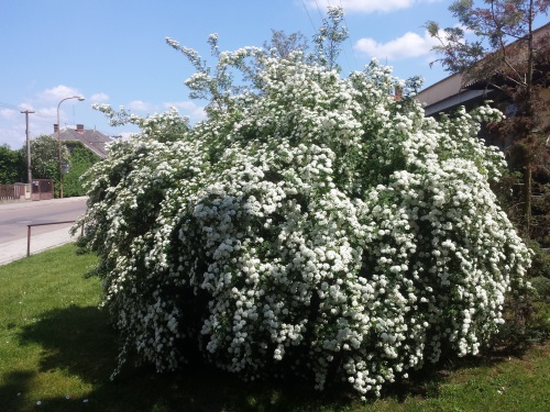 detail Tavolník van Houtteův