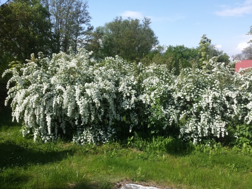 detail Tavolník van Houtteův