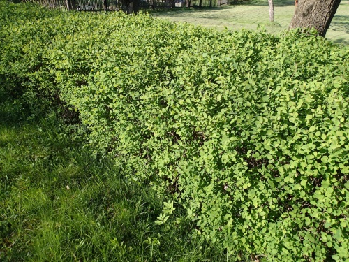 detail Tavolník van Houtteův