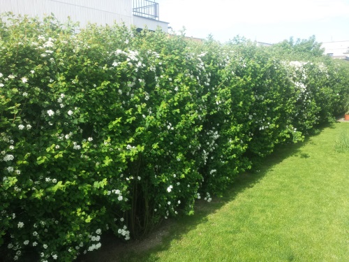 detail Tavolník van Houtteův